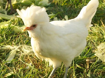 polish chicken